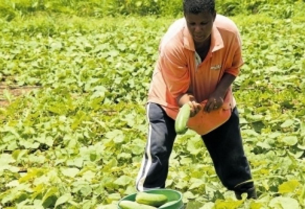 Drip irrigation project targeting food security Jamaica Social